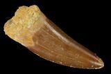 Serrated, Carcharodontosaurus Tooth - Real Dinosaur Tooth #156963-1